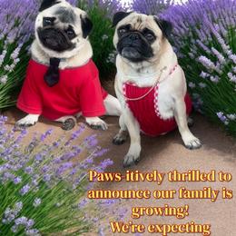 Pug puppies from Cameo's Pugs
