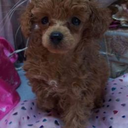 Poodle Puppies from Lowry Toy Poodles