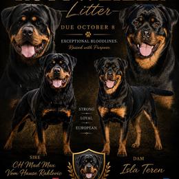 Rottweiler puppies from Sharp Ridge Rottweilers