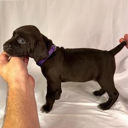 Justice - Liver female German Shorthaired Pointer puppy in Edenton, North Carolina from Bockelman GSP’s