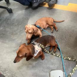 Ziggy - Dachshund