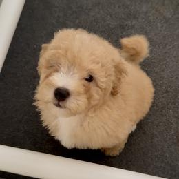 Peter - Apricot male Goldendoodle puppy in Pensacola, Florida from Goldendoodles Love You in Pensacola Friend Edition