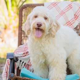Chloe - Caramel cream Australian Labradoodle puppy in Wewahitchka, Florida from Stony Brook Australian Labradoodles, LLC