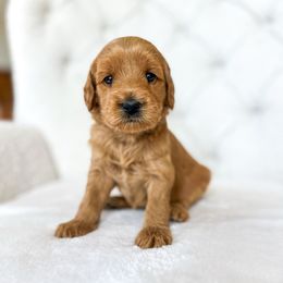 Stream - Red  female Goldendoodle puppy in Sterling, Illinois from Charley's Goldendoodles