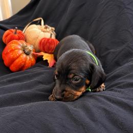 Reuben AKC - 3,000 - Black and tan male Dachshund puppy in Indian Trail, North Carolina from Hilda’s Teenie Weenies
