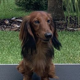 Nicholi  - Dachshund