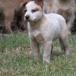 Australian Cattle Dog Puppies from Hollow Log ACDs