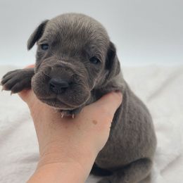 Titan - Blue male Great Dane puppy in Kannapolis, North Carolina from Carolina Great Danes & Toy Poodles