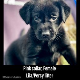 Labrador Retriever Puppies from Bluegrass Labradors