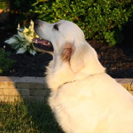 Golden Retriever All Grown Up from Red Hive Golden Retrievers