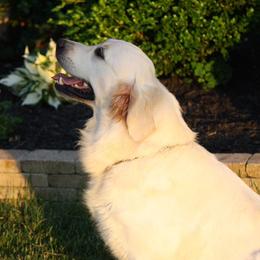 Golden Retriever All Grown Up from Red Hive Golden Retrievers