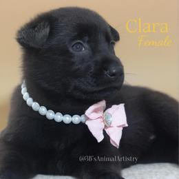 Clara - Black female German Shepherd puppy in De Land, Florida from 3B’s Animal Artistry