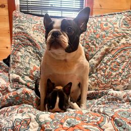 Willow Grace - Black brindle and white female Boston Terrier puppy in West Liberty, Kentucky from 3B Kennels-Beth’s Best Boston’s