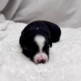 Dante - Black tri male Toy Australian Shepherd puppy in Bly, Oregon from Apacheblus Toy Aussies