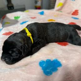 Yellow Collar R - Black brindle male Cane Corso puppy in Paris, Texas from Knucklehead Cane Corso