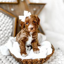 Nico Robin - Red  female Goldendoodle puppy in Springville, Utah from Happy Doodle