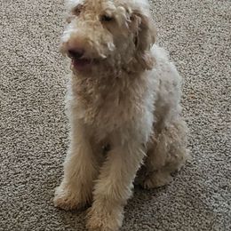Little Bear - Labradoodle