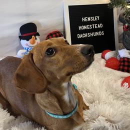 Punkin - Dachshund