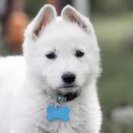 Berger Blanc Suisses from Windswept White Swiss Shepherds