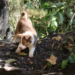 Border Collie, English Setter, and Miniature American Shepherd Puppies from First Harmony Farms