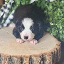 Phoebe - Black & white female Miniature Australian Shepherd puppy in California from Eagle River Aussies