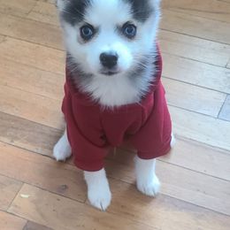 Pomsky All Grown Up from JC's Mitten Pomskies