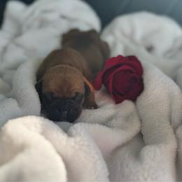 Orange - Fawn female Boxer puppy in Denver, Colorado from Yuni’s AKC Boxers