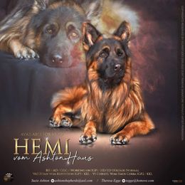 "Sire of K litter, spring 2022." German Shepherd Puppies from Schonwasser Shepherds