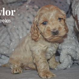 Saylor - Cream male Cockapoo puppy in Myerstown, Pennsylvania from The Cocker Cingdom