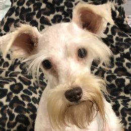 Monroe - Miniature Schnauzer