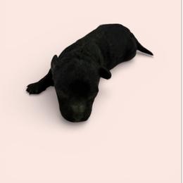Silver girl - Silver female Poodle puppy in Birmingham, Alabama from Stormborn