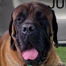 Junior - Mastiff