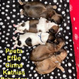 Shih Tzu Puppies from D’s Shih Tzu