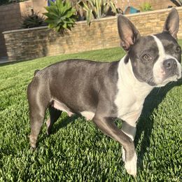 Boston Terrier All Grown Up from Coulombe Boston Terriers