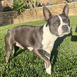 Boston Terrier All Grown Up from Coulombe Boston Terriers
