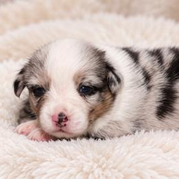 Kit - Blue merle and white female Cardigan Welsh Corgi puppy in Kerens, West Virginia from Leather & Lace