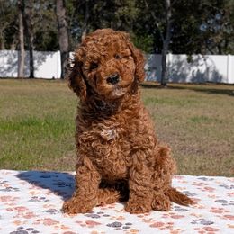 Promise - Goldendoodle puppy from Bundle of Joy Doodles