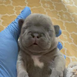 French Bulldog Puppies from LaFlorida Kennels