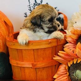 Havanese Puppies from SONNY MADSEN