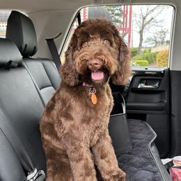 Lucy - Australian Labradoodle
