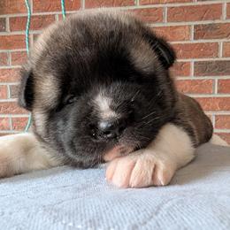 Saki's Girl - Fawn, black overlay female Akita puppy in South Carolina from Sierra Mountain Akitas