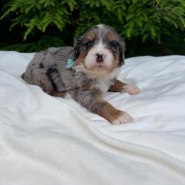 Miss Freedom - Merle female Bernedoodle puppy in Hegins, Pennsylvania from Bubbling Springs Doodles, LLC