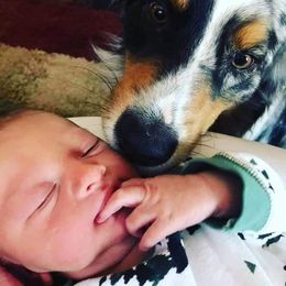 Australian Shepherd Puppies from Diamond Aussies N the Rough