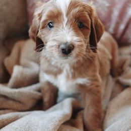Matcha - Apricot female Goldendoodle puppy in Atlanta, Georgia from Cedarcrest Goldendoodles
