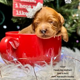 Hope - Red female Double Doodle puppy in Orange, Texas from Walk with Me Doodles