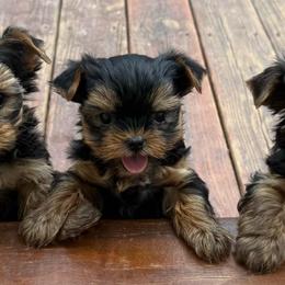 Rizzo - Black and gold male Yorkshire Terrier puppy in Sumner, Iowa from Byerly's Beautiful Yorkies