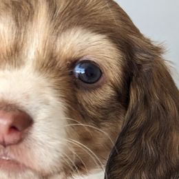 Girl 3 - Dachshund puppy in Homosassa, Florida from Foxies Doxies