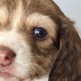 Girl 3 - Dachshund puppy in Homosassa, Florida from Foxies Doxies