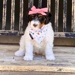 Princess Daisy- orange collar female - Tri-color female Bernedoodle puppy in Salt Lake County, Utah from Coco Avenue Pups