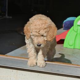 Goldendoodle Puppies from Pampered Paws Pet Massage / Jaynie's Pack of Doodles